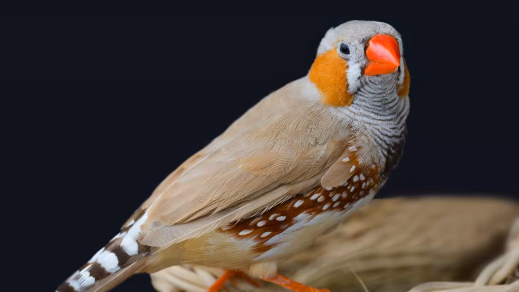 Neurogénesis en aves