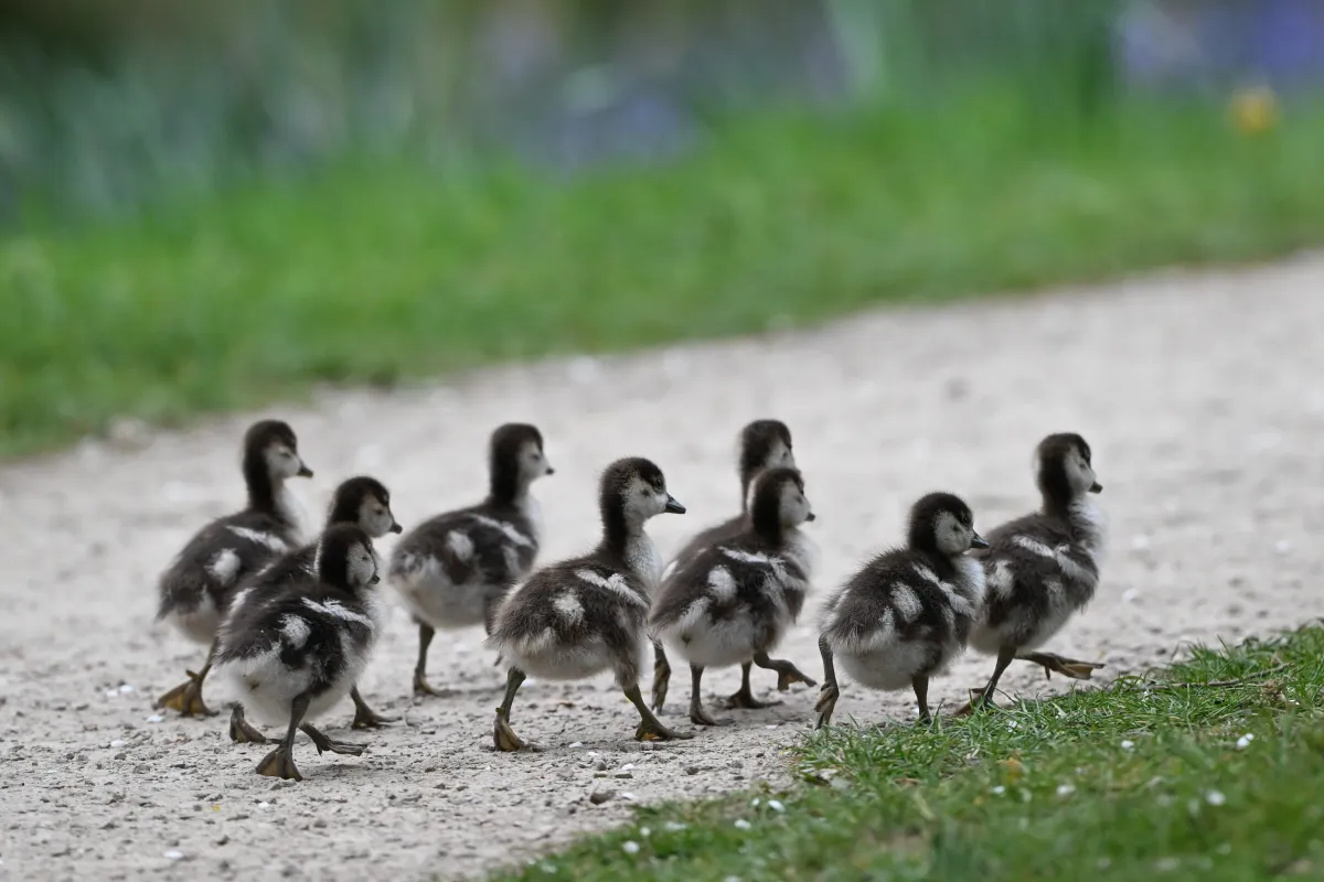 manipulación algorítmica