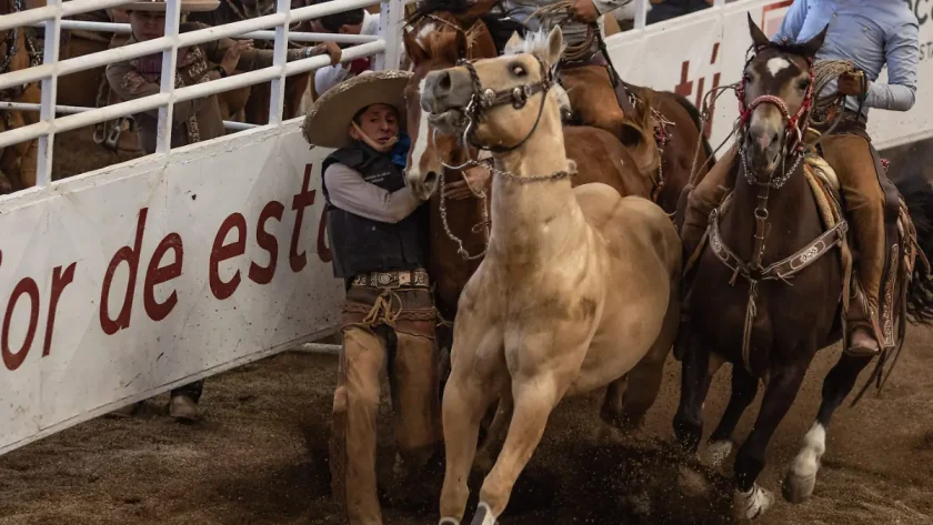 caballos pueden detectar el miedo