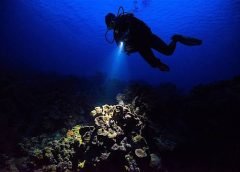 Buceo nocturno revela secretos del océano profundo