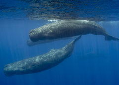 Cachalotes del Mediterráneo evolucionan sus dialectos vocales y desarrollan nuevas variantes
