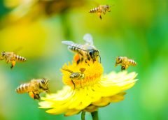 ¿Las abejas resuelven problemas complejos? Estudio revela cómo consiguen recompensas moviendo bolas