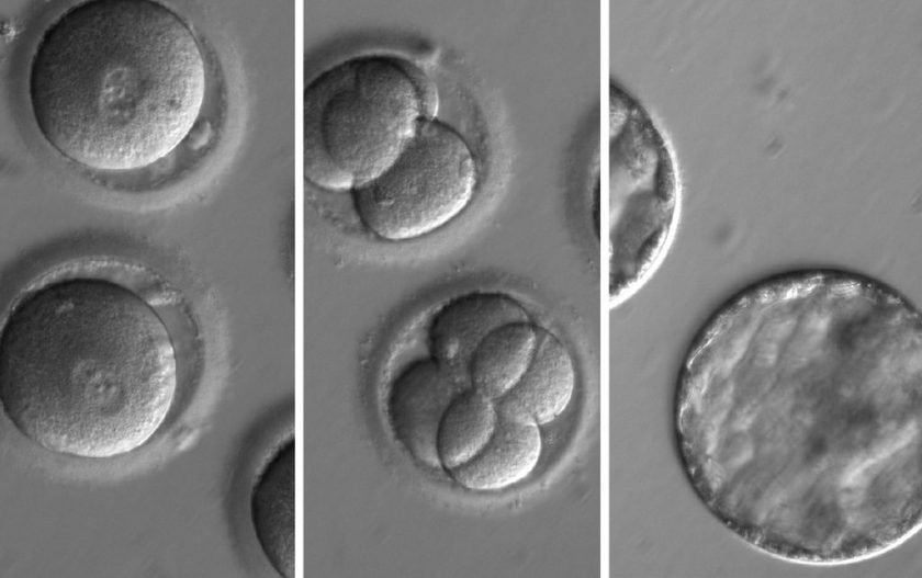 genética controversia embriones humanos