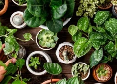¡La naturaleza tiene secretos! Así es como se espían las especies vegetales para sobrevivir
