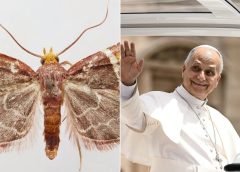 Científicos descubren una colorida polilla y la nombran en homenaje al papa León XIV por su activismo ambiental
