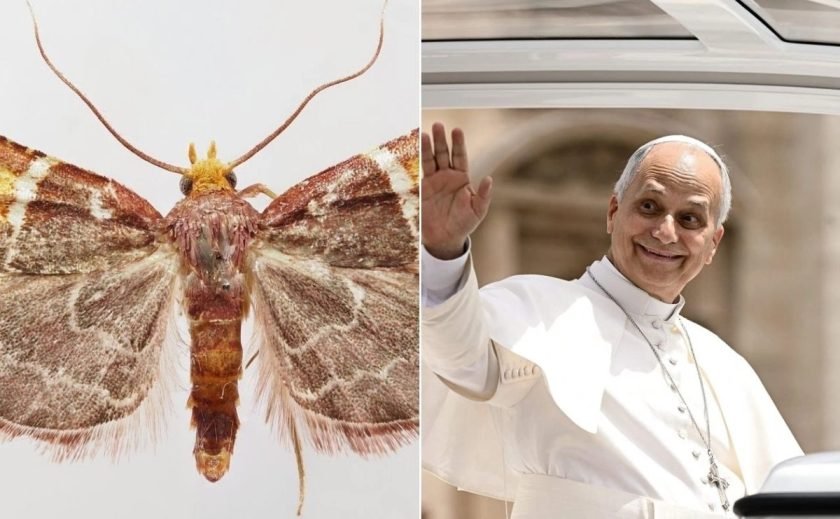 polilla papa León XIV