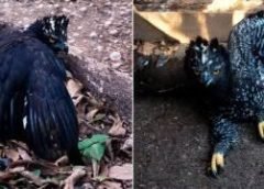 Águila Tirana es registrada por primera vez en la Sierra Gorda de Querétaro