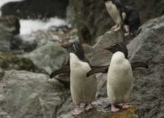Satélites detectan rastros de pingüinos en las Islas Peligrosas