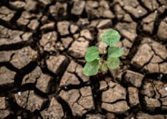 Consecuencias del cambio climático en la agricultura y la masiva pérdida de cultivos proyectada