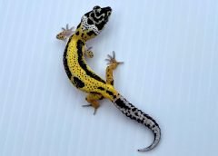 El gecko lemon frost: la mutación de un reptil que revela los secretos de la metástasis humana