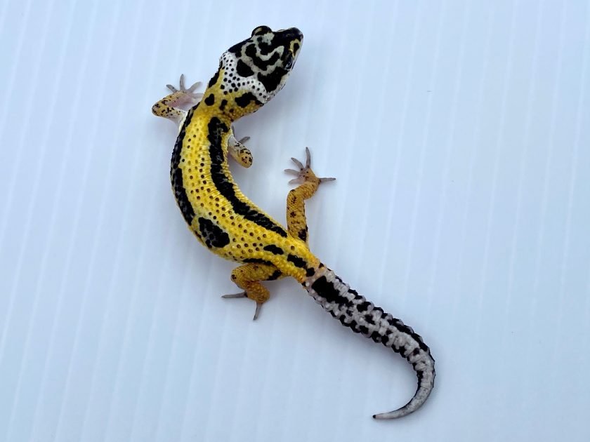 gecko "lemon frost"