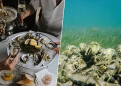 Un innovador proyecto de biología logra restaurar 97 arrecifes de ostras reciclando conchas en Florida