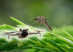 ¡Adiós picaduras! Así funciona el increíble dron cazamosquitos que vigila tu hogar