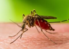 Mosquitos estériles para combatir dengue y zika