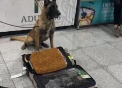 Perro de aduanas detecta metanfetaminas en el AICM