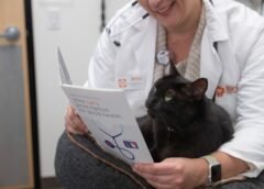 Día del Gato: la importancia de protegerlos de parásitos que no siempre vemos