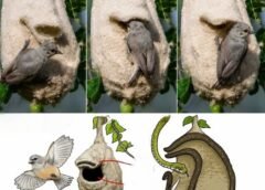 El pájaro africano considerado el mejor arquitecto de la naturaleza