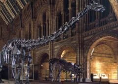 Científicos hallan en España la primera evidencia del dinosaurio Diplodocus en Europa