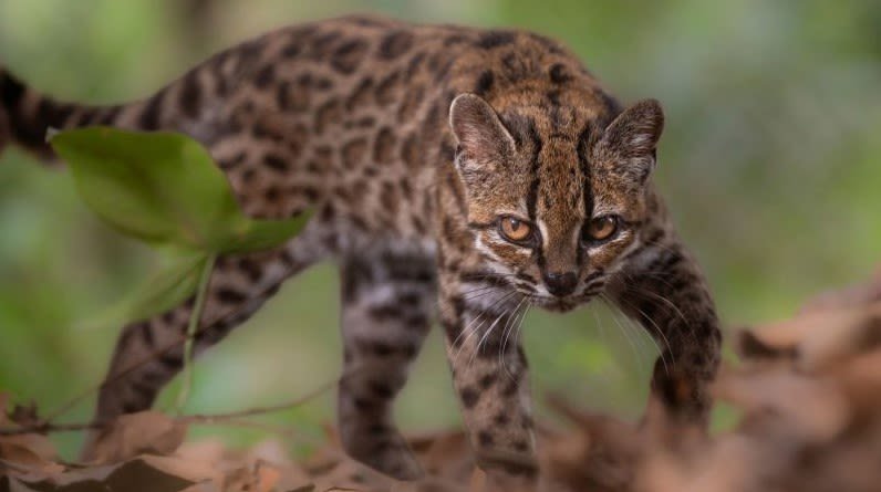 nueva felino Bolivia Tilcayo
