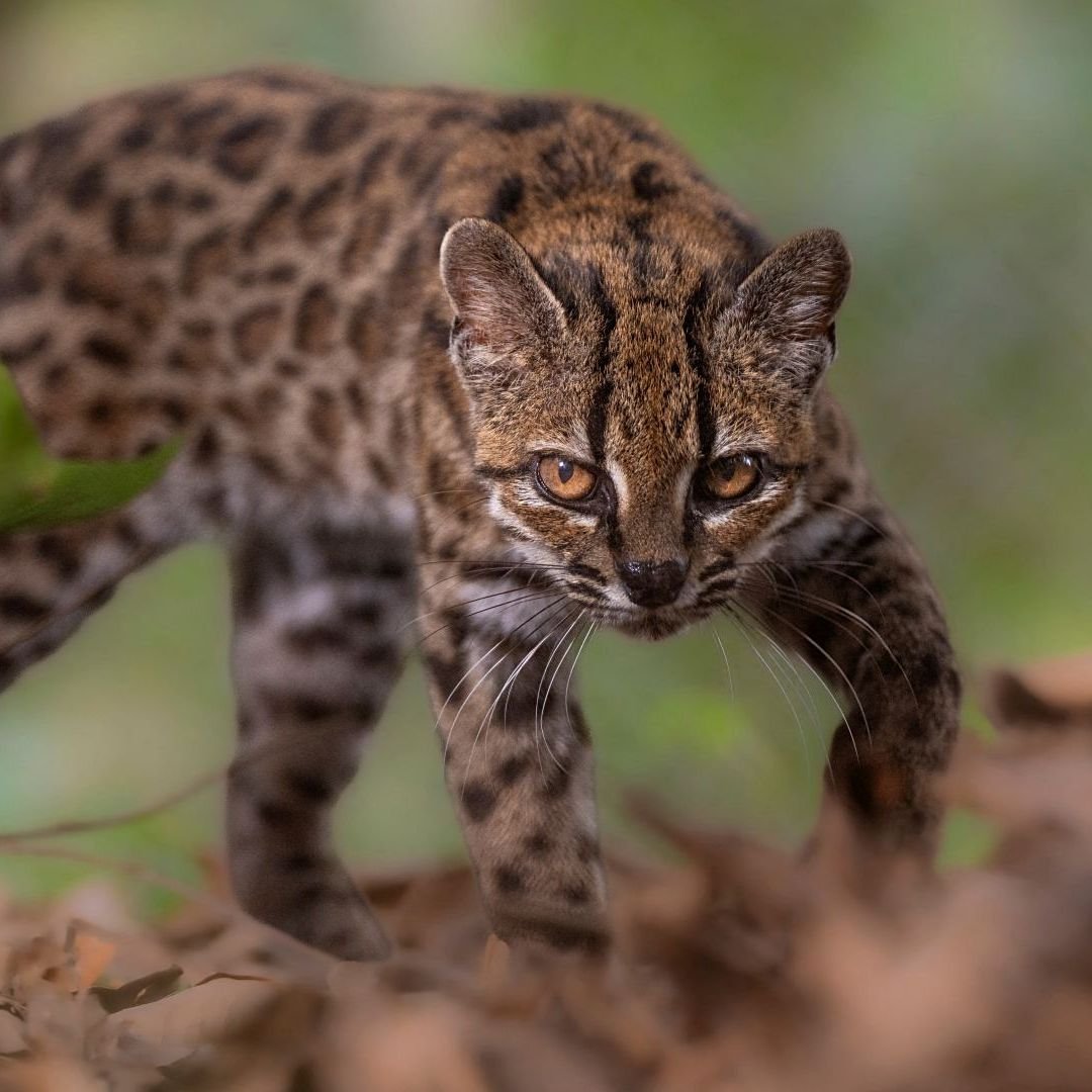 Leopardus tilcayo