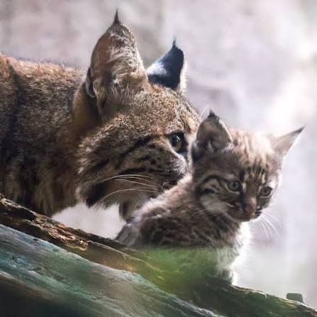 lince rojo
