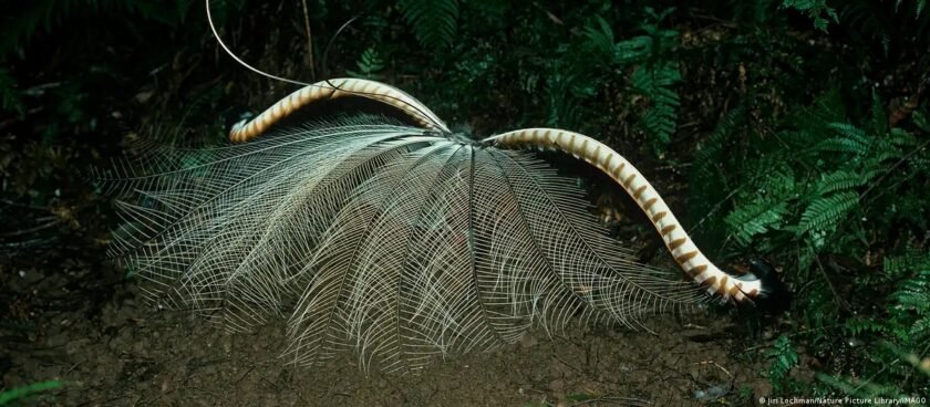 pájaro lira soberbio
