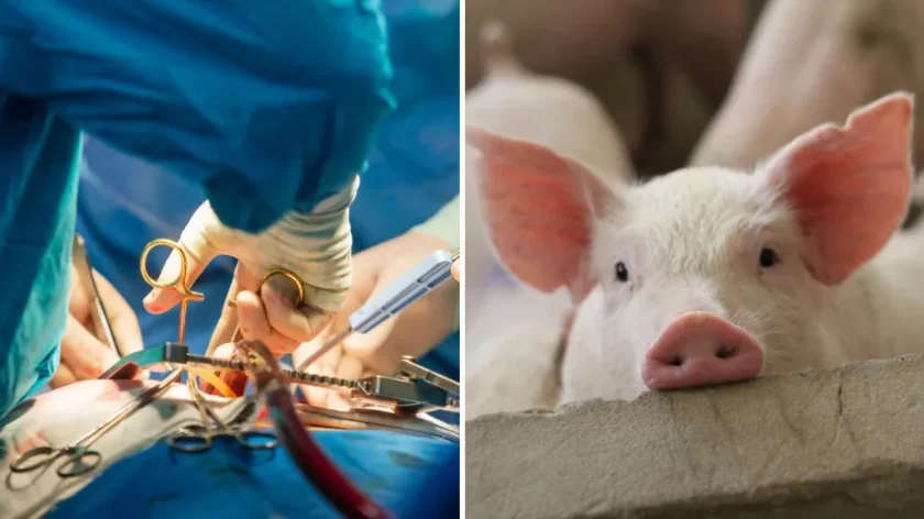 trasplantes de animales a humanos