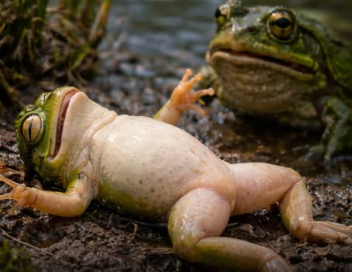 ranas hembras fingen estar muertas