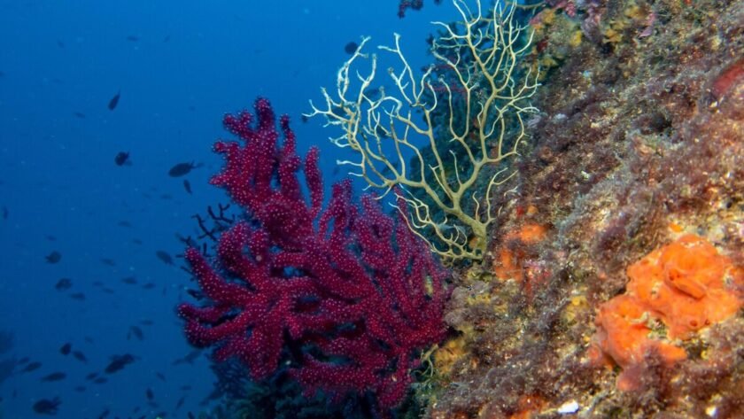 cambio climático amenaza corales