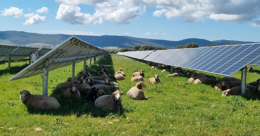 Agrivoltaica paneles solares